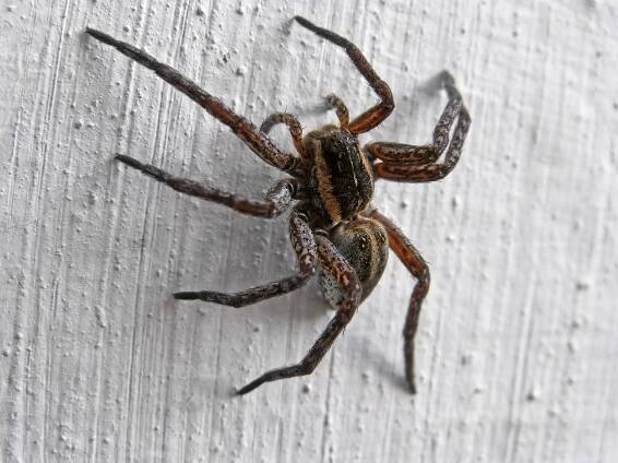 Co když – třeba ve spánku – spolknete pavouka: Vajíčka nakladená v žaludku, otrava jedem a další povídačky. Jaká je realita?