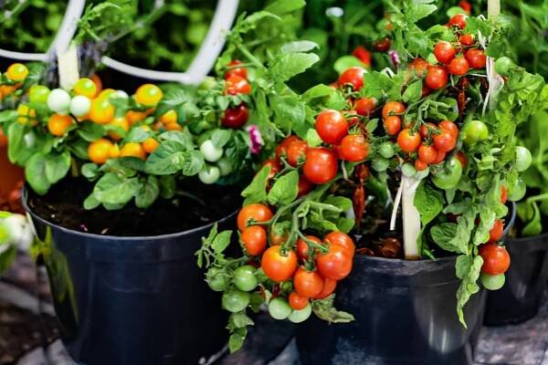 tomatoes2-2b359a1a1a8e4395835cb9bf4077059a