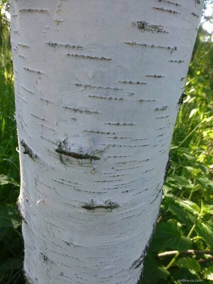 Bříza Delavayova - Betula delavayi