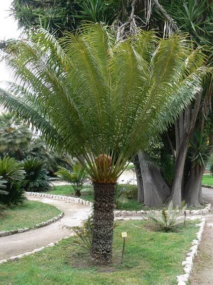 Cycas circinalis - cykas indický