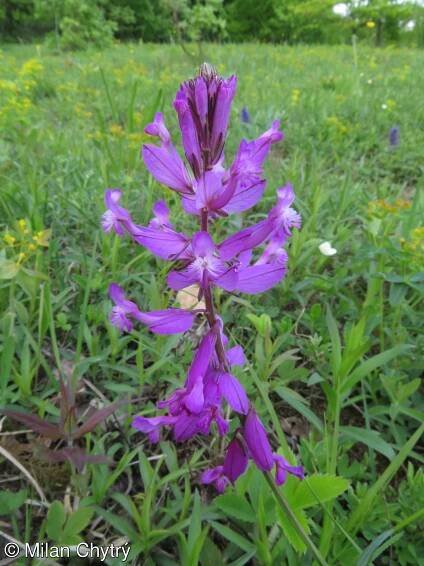 Polygala major – vítod větší
