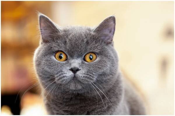 krásný portrét britského krátkosrstého šeříku. kočka vypadá a čeká. hravá kočka čeká na hravou hru. - grey cat paw - stock snímky, obrázky a fotky
