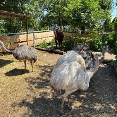 TIP NA VÝLET: Zoopark Olovnice – zvířata na dosah a zážitky pro celou rodinu – Slánský Infáček