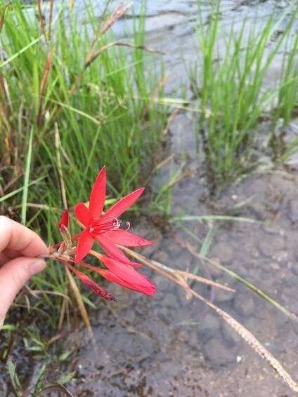 bi Hesperantha coccinea