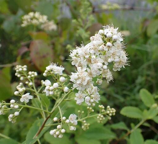 New Hampshire Garden Solutions | Exploring Nature in New Hampshire