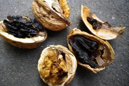 Máte černé, hořké plody ořechů? Poradíme vám jak se tomu vyvarovat