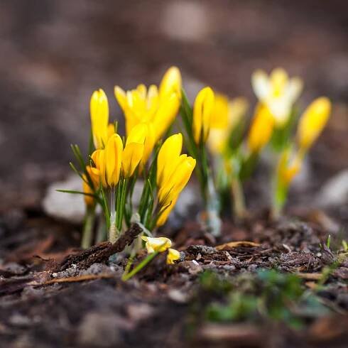Cibule krokusů - Krokus Romance žlutý - prodej cibulek - 3 ks