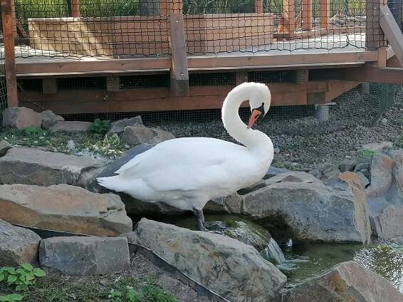 Zoopark Vyškov slaví šedesát let. Nabízí vstup zdarma pro své vrstevníky