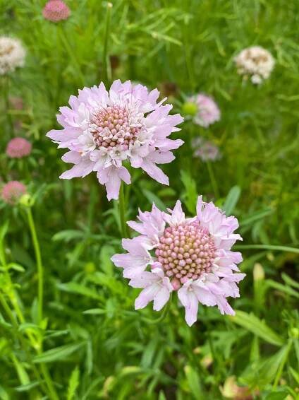 Scabiosa atropurpurea "Mix" - Scabious