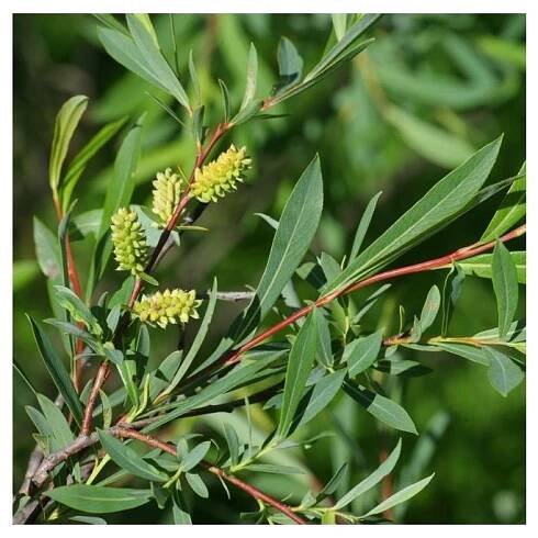 Salix