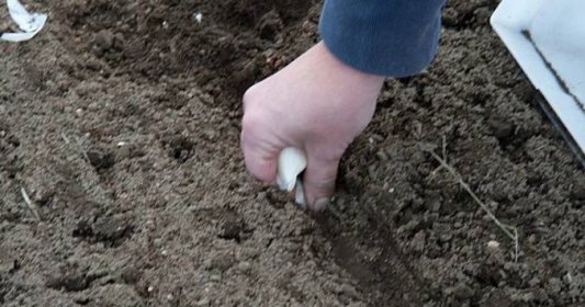 Pěstování česneku na jaře 2023: Díky lidovému triku budou palice velké jako pěst, stačí udělat jedinou věc