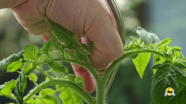 Zaštipování bočních výhonů rajčat: 🍅 Jak zaštipovat rajčata? - Návod - Šikulio