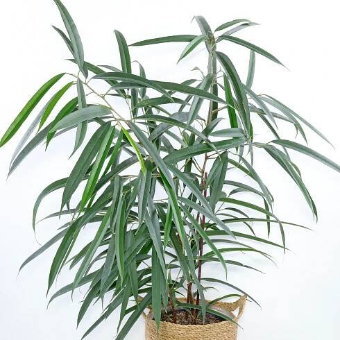 Alii fig