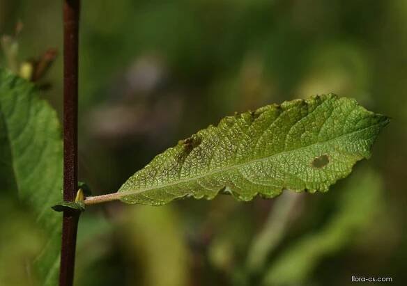 Vrba ušatá (Salix aurita)