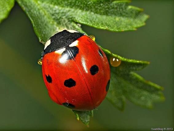 Dinocampus coccinellae (Schrank, 1802) a Slunéčko sedmitečné (Coccinella septempunctata Linnaeus, 1758)