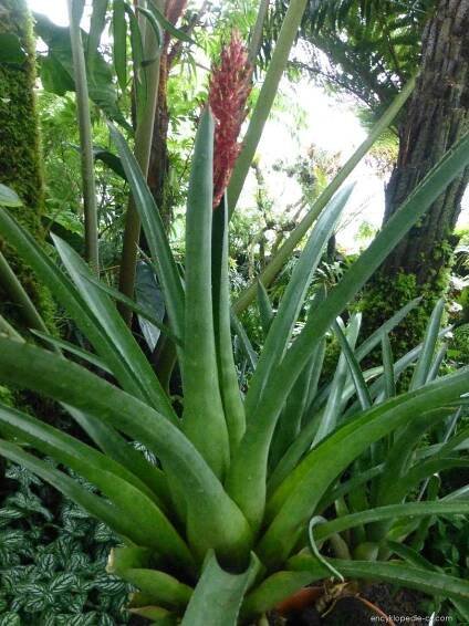 Echmea (Aechmea distichantha)