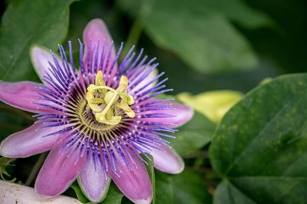 10 Climbing Vines That Bring All the Pollinators to the Yard