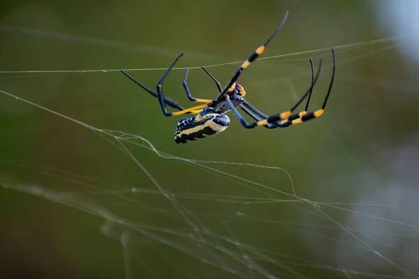 Základová fotografie na téma @ venku, argiope, bezobratlí, biodiverzity, členovec, detail, detailní, divočina, dravé chování