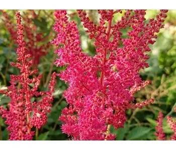 Čechrava Arendsova 'Granat' - Astilbe x arendsii 'Granat' Balení: kontejner C2
