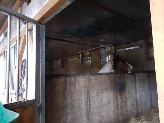 Farma Žlutava. Dozor nad koňmi je zde stále, i v noci.