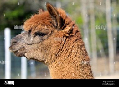 Brown domesticated alpaca, Vicugna pacos, in profile portrait. Stock Photo