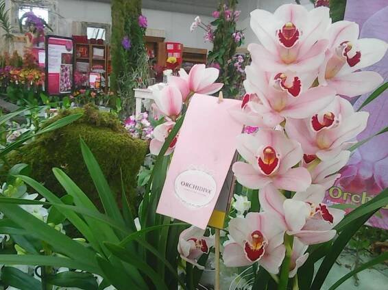 Výstava orchidejí Praha