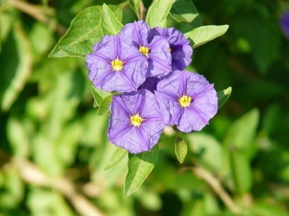 Lycianthes Rantonnei