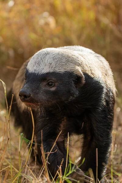 A honey badger walks through the grass in southern Africa. (National Geographic/Karl Davies)