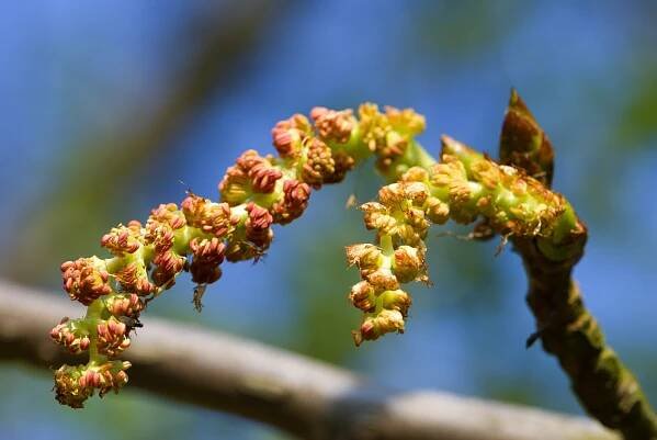 Topol chlupatý - jehnědy (Populus lasiocarpa)