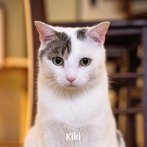 katze1