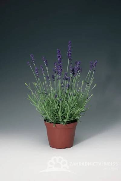 LEVANDULE MODRÁ - "AROMATICO BLUE"