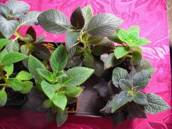 gesneriaceae, podpětovité, saintpaulia, STREPTOCARPUS | pěstování a množení