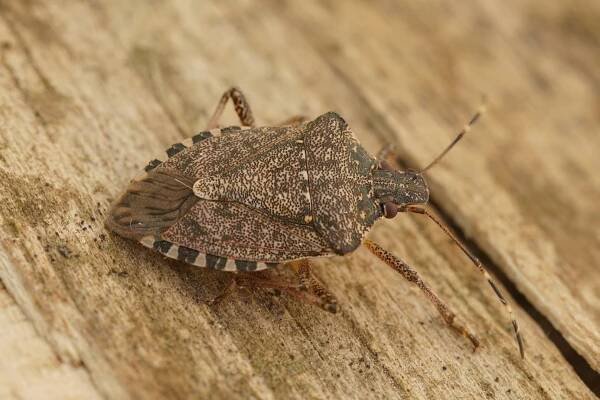 Kněžice mramorovaná (Halyomorpha halys)