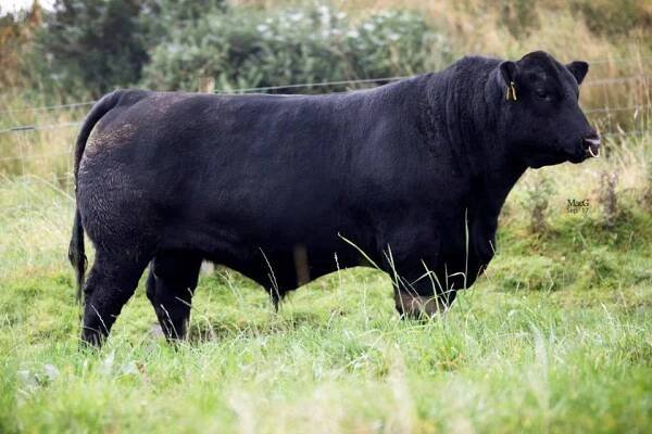 Aberdeen Angus