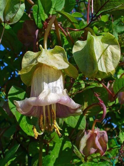 Soubor:Cobaea scandens 01.JPG