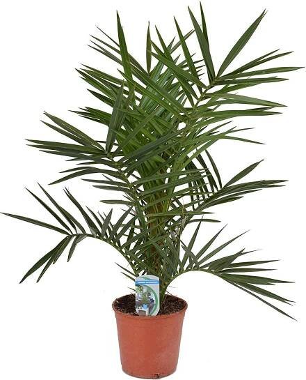 Datlovník kanárský 60 cm - Phoenix canariensis - Phoenix Palm