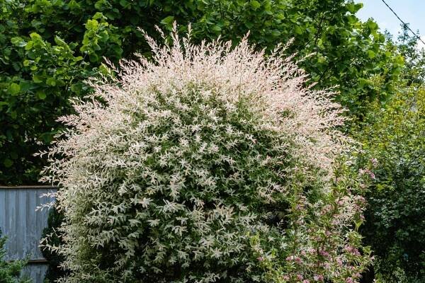 Vrba celolistá, japonská vrba (Salix integra) 'Hakuro Nishiki'