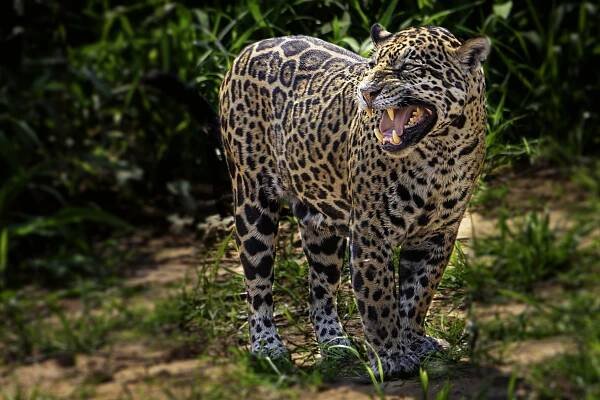 Fascinating Facts About the Jaguar