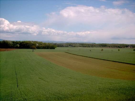 Marchfeld
