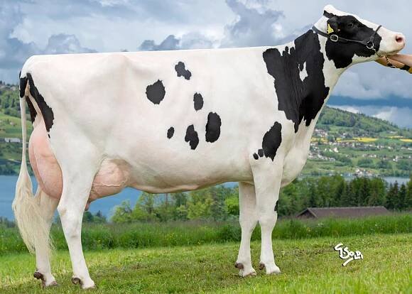 Kompletter Herdenverkauf Huweid Holsteins - Genetics Sale