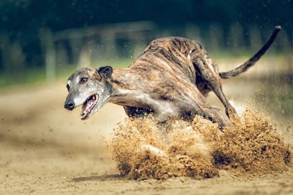 Greyhound, foto: Shutterstock