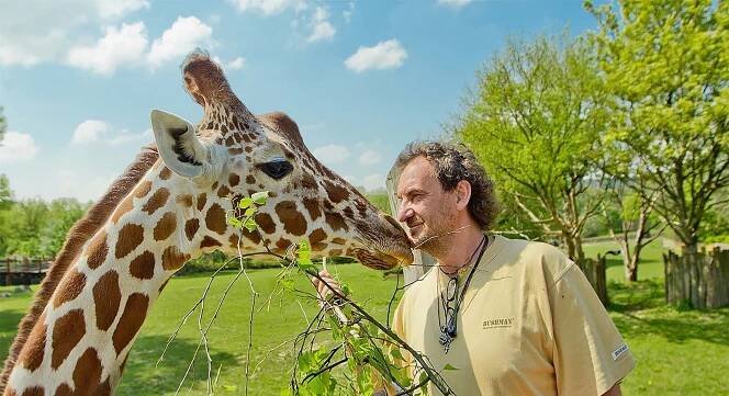 Zvýhodňujeme elektroauta. Návštěvnost safari je rekordní, říká šéf dvorské zoo