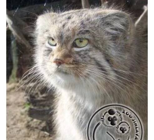 Brněnská zoologická zahrada se chlubí štěkajícím kocourem - Novinky