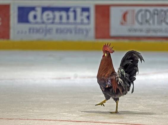 Olomouc s Boleslaví slaví postup do extraligy, Chomutov má po nadějích