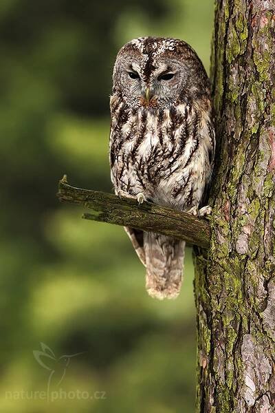Puštík obecný (Strix aluco) • Česká společnost ornitologická