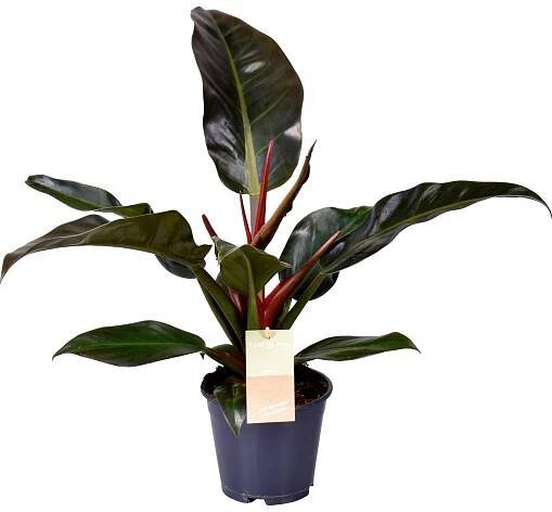Filodendron "Imperial Red" výška cca 30-40 cm průměr květináče cca 14 cm Philode