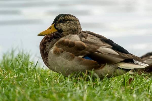 bezplatná Detail Kachny Divoké Odpočívá Na Trávě Základová fotografie