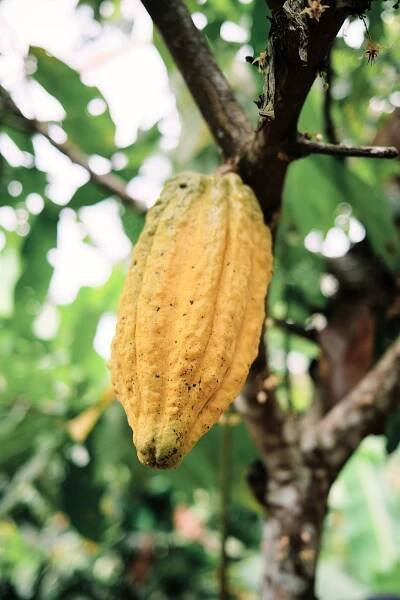 Bribri Indigenous Cocoa and Chocolate Tour