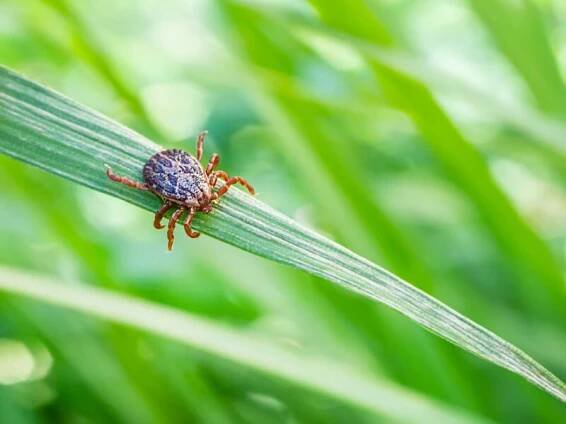 Lyme borreliosis disease encephalitis virus infectious dermacentor tick arachnid parasite macro encephalitis infected tick insect green grass sunshine summer