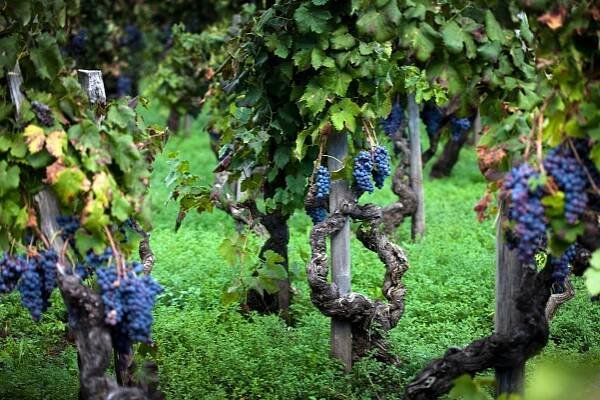 Wine Making Activities in Italy